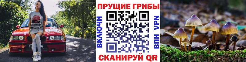 Псилоцибиновые грибы Psilocybe  Купить закладки  Набережные Челны 